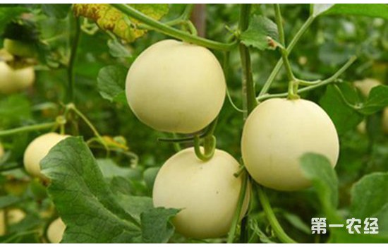 香瓜在生长中对温度有什么需求？不同生长阶段所需温度不同