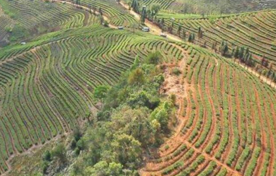 云南省临沧市临翔区建成高原特色产业基地238万亩