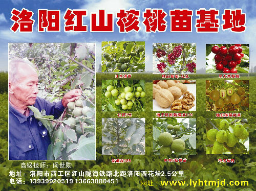 洛阳市西工区大丰苗木园艺场